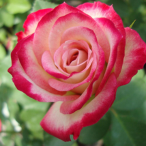 New Midnight Supreme Rose Pink Rose Red Strip Fichier Rose - 50 Seeds - £12.36 GBP