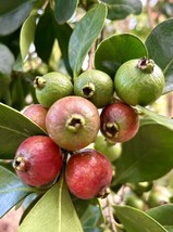 Strawberry Guava Cherry Guava Psidium Cattleyanum 30 Seeds Fresh Garden - £15.83 GBP