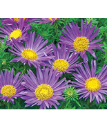 VP Daisy Tahoka Daisy Prairie Aster Blue Flower 150 Seeds * Us Usa - $1.58