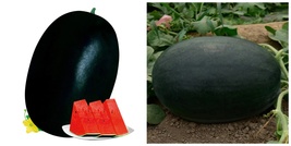 4 Bags (10g / Bag) of &#39;Black Tyrant&#39; Super-sweet Watermelon Seeds - $31.99