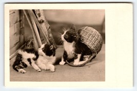 2 Cats Kittens Wicker Basket Postcard Vintage Cute Long Haired Fluffy Animals - £15.72 GBP