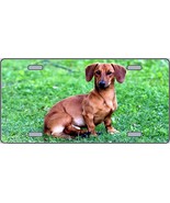 Dachshund Dog Photograph Novelty 6&quot; x 12&quot; Metal License Plate Auto Tag Sign - £6.99 GBP