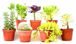 Mixed Succulents Desert Plants 7 Set 2" Pot House Plants Gift #NR - $77.99