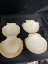 10 Piece Japanese Scallop Shell Natural Baking Dishes - £13.33 GBP