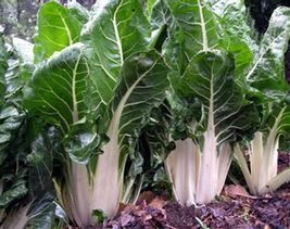 Lucullus Swiss Chard Seeds, NON-GMO, Salad Greens, Goosefoot, FREE SHIPPING - $35.84 MXN+