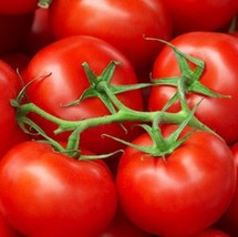 Moneymaker Tomato Seeds 100 Ct Vegetable Garden Fresh Garden Fast Shipping - $3.98
