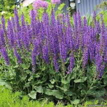 50 Seeds May Night Blue Salvia Meadow Sage Organic Ornamental Perennial GiftFrom - $8.35