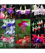 SL 100 Fuchsia Seeds, Bonsai Hanging Flowers F.Alba Coccinnea Diy Planti... - $0.91