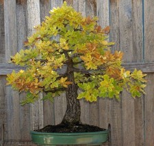 Grow In US Blue Oak {Quercus Macrocarpa} Bonsai Beauty 2023 Harvest 5 Seeds - £8.14 GBP