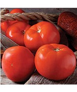 PM Valleycat Tomato Seeds (25 Seed Packet) (More Heirloom, Organic, Non ... - $4.75