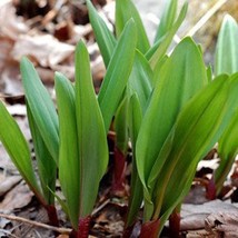 20 Ramps Seeds Allium Triccoccum Wild Leek Garden Fast Shipping - $21.85