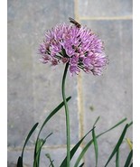 100 Prairie Allium Stellatum Prairie Onion Pink Flower Seeds Fresh Seeds - $273.86 MXN