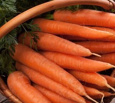 Thjar 1000+ Carrots Seeds | Danvers 126 Carrots Non GMO- Heirloom Ship - $4.99