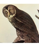 Great Gray Owl Bird 1946 Color Art Print John James Audubon Nature DWV2F - €34,48 EUR