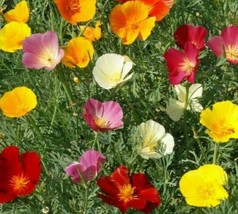 Seeds 300 California Poppy Mix Annual Flower Orange Purple White - £5.47 GBP