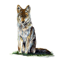 Coyote Fox Wolf Dog Wild Life Hunting Auto Boat Camp Vinyl Window Decal Sticker - £5.54 GBP+