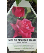 Miss All-American Beauty Pink Hybrid Tea Rose 3 Gal. Bush Plants Shrub Roses - $77.55