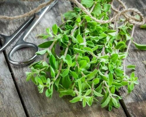 2000 Sweet Marjoram Heirloom Seeds Non-GMO Free Shipping USA Seller