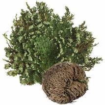 Rose of Jericho Dinosaur Fern Miracle Air Prehistoric, 1 Bulb /pack - £11.21 GBP