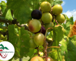 Darlene Muscadine Grape Vine - Bare Root Live Plants - 2 Year Old Bare Root - £22.37 GBP+