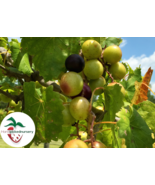 Darlene Muscadine Grape Vine - Bare Root Live Plants - 2 Year Old Bare Root - £22.67 GBP+