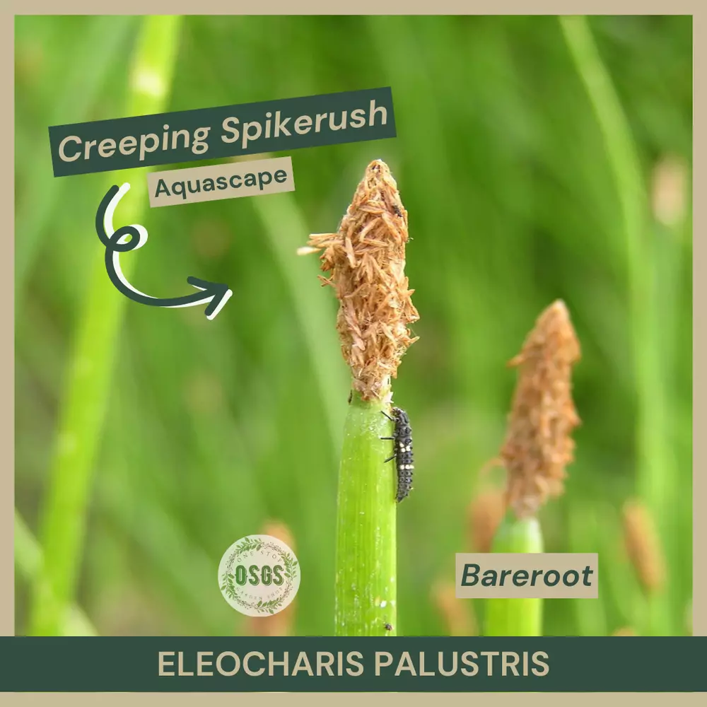 Bareroot Eleocharis palustris Creeping Spikerush Aquascape Plant - $17.80