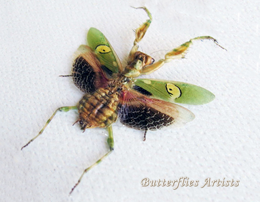 Creobroter Gemmatus Real Indian Flower Mantis Framed Entomology Shadowbox - $52.99