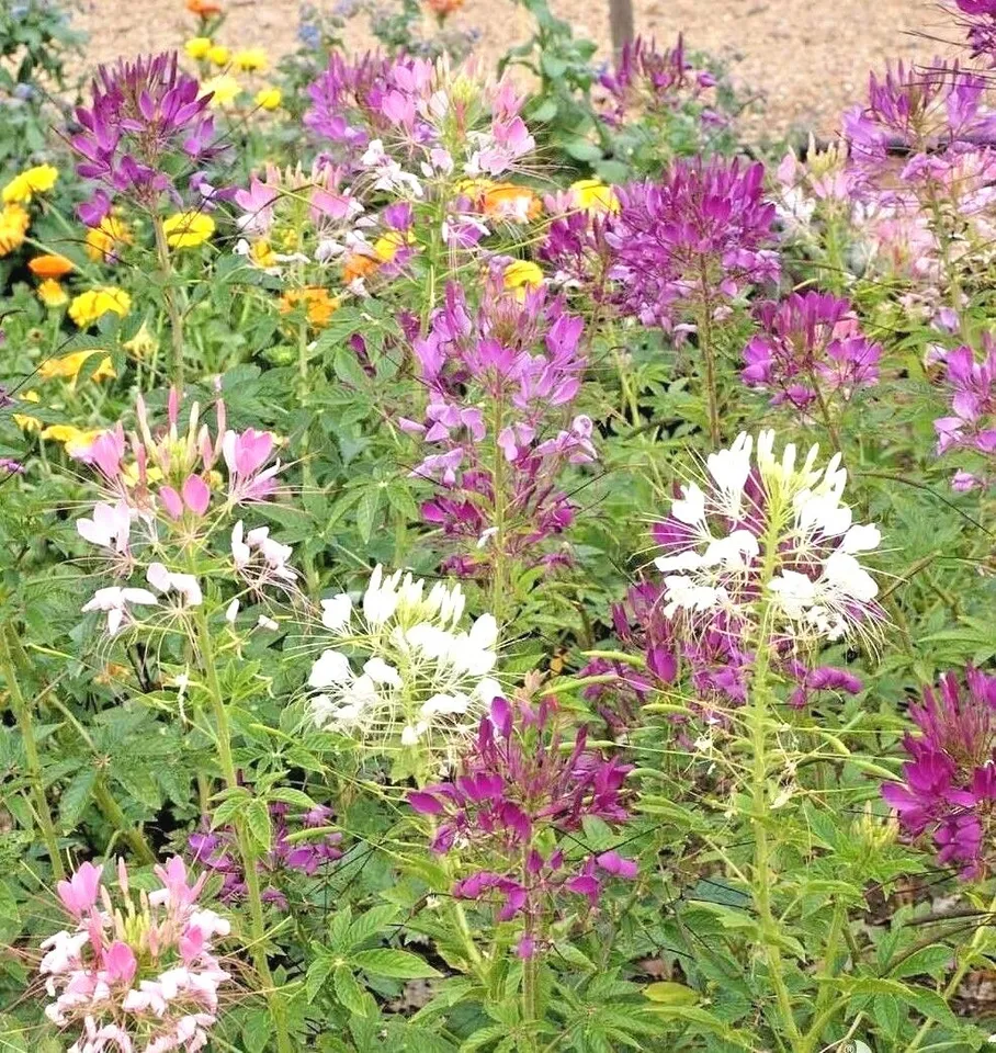 500 SPIDER PLANT Mix Seeds Container Summer Flower Garden - £9.99 GBP