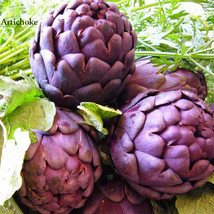 Heirloom Purple Headed Artichoke Organic Vegetables 4 seeds edible tasty... - $4.99