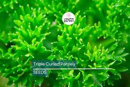 Triple Curled Parsley Seeds | Heirloom - Non-GMO | 500 Seeds | Curly Gar... - $4.99