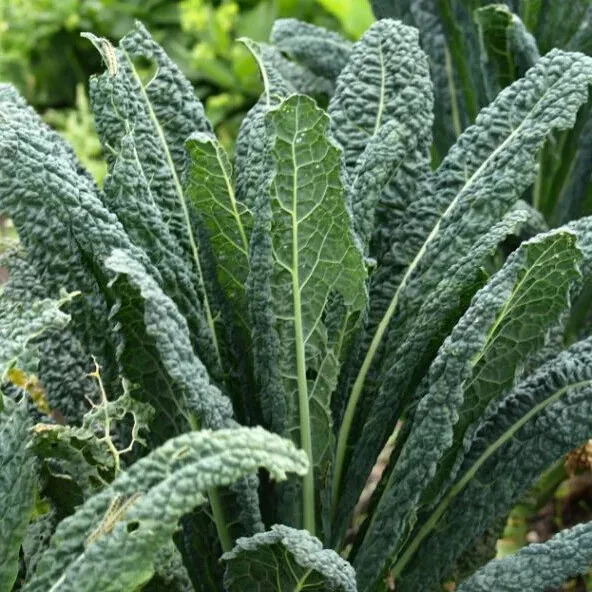 500 Lacinato Kale Seeds Non-GMO Heirloom - $128.32 MXN