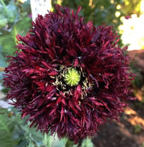 500 seeds Poppy BLACK SWAN Huge Feathery Frilly Blooms Bees Love Poppies NonGMO - £9.42 GBP