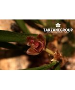 MAXILLARIA SP. BRAZIL SMALL ORCHID MOUNTED - $34.71