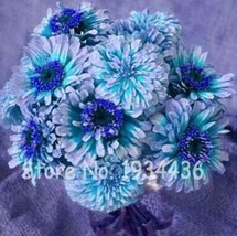 100 Pcs Exotic Zinnia Pretty Pastel Mixed Flower Perennial Spring Flower... - $87.23 MXN