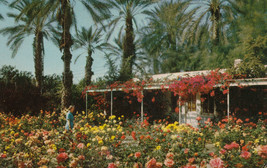 Chrome Postcard c1960 A444 Palms Springs Coachella Valley Date Palms Residence - £2.60 GBP