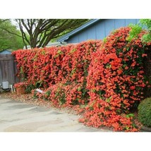 Campsis Radicans Trumpet Vine Showy Orange Trumpet Scarlet Flowers 10 Seeds Gard - £10.23 GBP