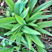 Ramps (Allium Tricoccum) Wild Leeks Ramsons Heirloom Seeds USA SELLER - £10.84 GBP