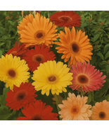 200 California Giants Mix Gerbera Daisy Seeds, Large Vibrant Blooms, Eas... - $12.99