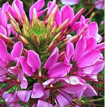 ArfanJaya Cleome Mauve Queen Flower Seeds - £6.51 GBP