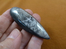 (f370-3) 2&quot; Orthoceras marbleized fossil straight shell nautiloid cephal... - $12.99