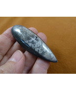 (f370-3) 2&quot; Orthoceras marbleized fossil straight shell nautiloid cephal... - $12.99