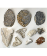 Miocene Pliocene Fossil Lot Variety Shells Bivalve Barnacle Beach Coasta... - $19.79