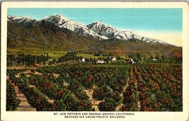 California, Mt San Antonio And Orange Groves,  Vintage Postcard (D5) - £4.67 GBP