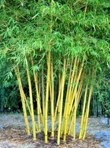 USA Seller 10 Yellow Bamboo Seeds Bambusa Vulgaris Fresh Seeds - £6.98 GBP