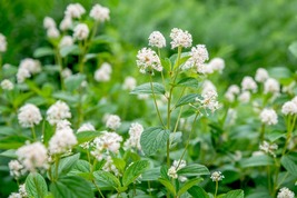 30 Ceanothus New Jersey Tea Seeds Perennial Shrub Flower - £14.40 GBP
