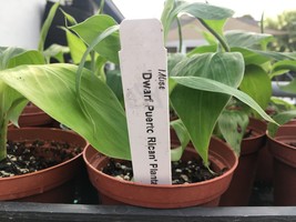 Dwarf Puerto Rican Plantain - Live Plant - Cooking Plantain - £15.80 GBP