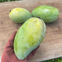 Item image 1 image 1