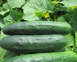 Marketmore 76 Cucumber Seeds Non-Gmo Heirloom 25 Fresh Garden Seeds - £7.20 GBP