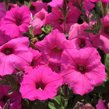 2000+Hot Pink Petunia Seeds Hanging Basket Trailing Groundcover From US - $9.26