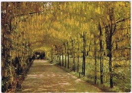 Postcard Pleached Laburnum Alley Hampton Court Palace Middlesex England UK - $2.73